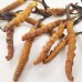 Tibet (Xi Zang) Cordycep (5gm)<br/>西藏冬虫夏草王 (5gm)